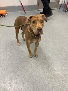 Pit Bull Terrier Dogs Available for Adoption in Indianapolis, Indiana - MUNECA | PetCurious