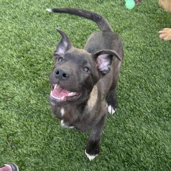 Spark -  Labrador Retriever and German Shepherd Dog Dog for Adoption in Tacoma, Washington - Spark | PetCurious