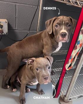 Chatham -  Pit Bull Terrier Dog for Adoption in Avon, Connecticut - Chatham | PetCurious