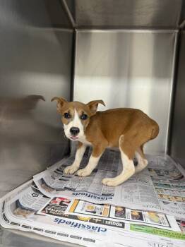 Rescue Terrier and Basenji Dogs for Adoption in Sorrento, Louisiana - 25-0752D | PetCurious
