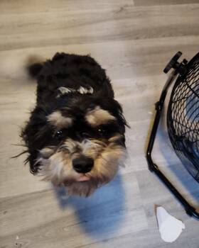 Sammie -  Bichon Frise and Cavalier King Charles Spaniel Dog for Adoption in Cuyahoga Falls, Ohio - Sammie | PetCurious