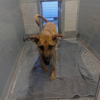 Danny -  German Shepherd Dog and Mixed Breed Dog for Adoption in Charlottesville, Virginia - Danny | PetCurious