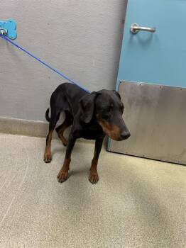 Doberman Pinscher Dogs Available for Adoption in Las Vegas, Nevada - DEE | PetCurious