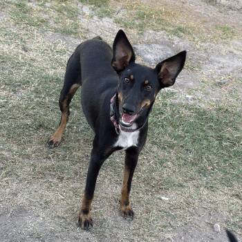 Liza -  Doberman Pinscher and Cattle Dog Dog for Adoption in Harlingen, Texas - Liza | PetCurious