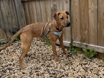 Bossie -  Labrador Retriever Dog for Adoption in Ellicott City, Maryland - Bossie | PetCurious