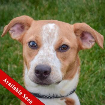 Rescue Cattle Dog and Labrador Retriever Dogs for Adoption in Huntley, Illinois - Lilo | PetCurious