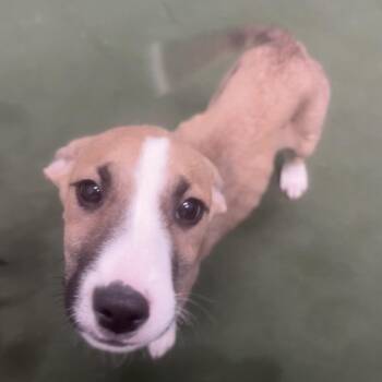 Shellfish -  Mixed Breed Dog for Adoption in Flagstaff, Arizona - Shellfish | PetCurious