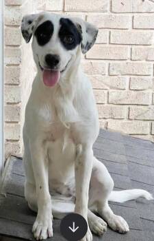 Panda 2 -  Pointer Dog for Adoption in Dallas, Texas - Panda 2 | PetCurious