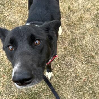 Border Collie Dogs Available for Adoption - Piper | PetCurious