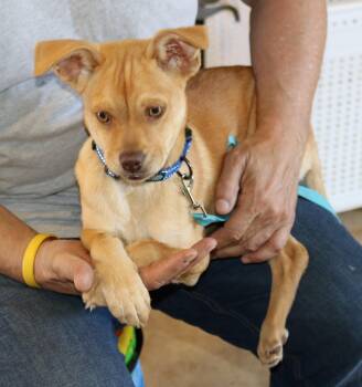 Chug Dogs Available for Adoption - Maddie | PetCurious