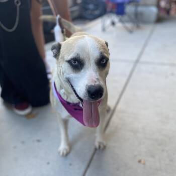 Stevie -  Husky and Terrier Dog for Adoption in Escondido, California - Stevie | PetCurious