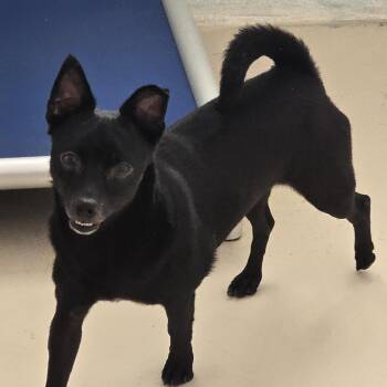 Rescue Chihuahua Dogs for Adoption in Dandridge, Tennessee - Brady | PetCurious