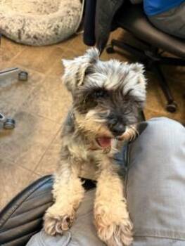 Gerdie -  Miniature Schnauzer Dog for Adoption in Murphy, Texas - Gerdie | PetCurious