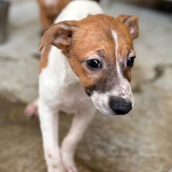 Ariel -  Australian Cattle Dog Blue Heeler and Mixed Breed Dog Available for Adoption in Laredo, Texas - Ariel | PetCurious