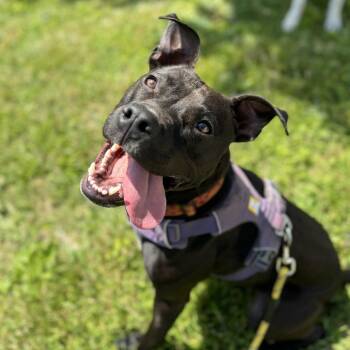 Monkey* -  Pit Bull Terrier and Mixed Breed Dog for Adoption in Waynesville, North Carolina - Monkey* | PetCurious