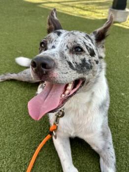 Quinn -  Mixed Breed Dog for Adoption in Wichita, Kansas - Quinn | PetCurious