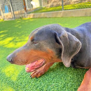 Prometheus 3649 -  Doberman Pinscher Dog for Adoption in Oakland Park, Florida - Prometheus 3649 | PetCurious