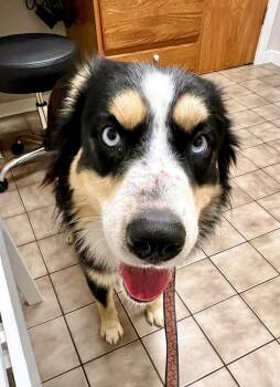 Rescue Australian Shepherd Dogs for Adoption in North Richland Hills, Texas - ARPH #14683 - Levi | PetCurious