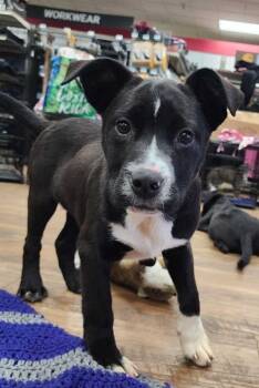 Rescue American Bulldog Dogs for Adoption in Troy, Alabama - Superman | PetCurious