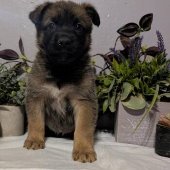 Punk -  Mixed Breed Dog for Adoption in Midland, Texas - Punk | PetCurious