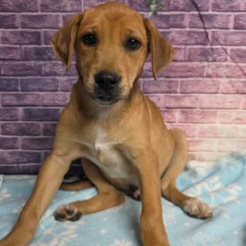 Retriever Dogs Available for Adoption in Fort Collins, Colorado - Charles | PetCurious