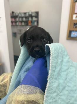 Mixed Breed Dogs Available for Adoption in New York, New York - Nugget | PetCurious