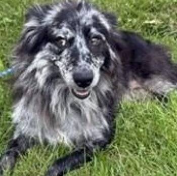 Rory -  Australian Shepherd Dog for Adoption in New Castle, Indiana - Rory | PetCurious