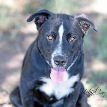 Freeman -  Border Collie and Mixed Breed Dog for Adoption in Abilene, Texas - Freeman | PetCurious