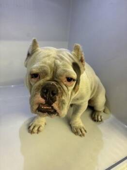 Tater -  English Bulldog and Mixed Breed Dog for Adoption in Gainesville, Florida - Tater | PetCurious