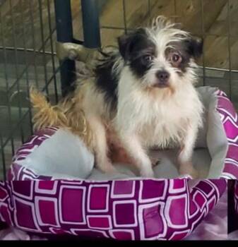 MOOCHIE -  Terrier Dog for Adoption in Fernandina Beach, Florida - MOOCHIE | PetCurious