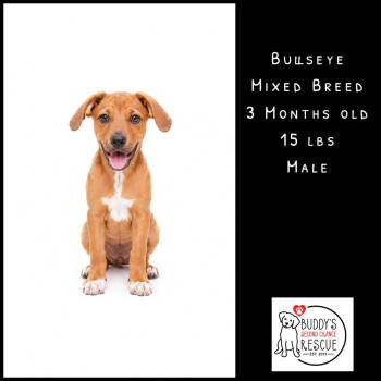 Bullseye -  Mixed Breed Dog for Adoption - Bullseye | PetCurious