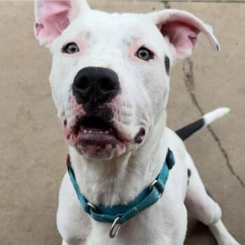 Dogo Argentino and Pit Bull Terrier Dogs Available for Adoption in Brainerd, Minnesota - Romeo | PetCurious