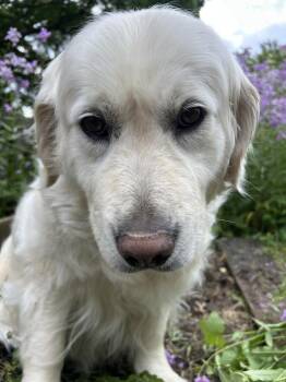 Poppy -  Golden Retriever Dog for Adoption in Columbus, Ohio - Poppy | PetCurious