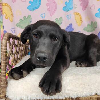 Black Labrador Retriever Dogs Available for Adoption - Julie Andrews | PetCurious