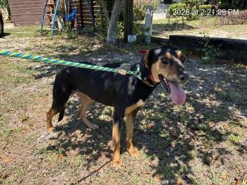 Treeing Walker Coonhound and Mixed Breed Dogs Available for Adoption in Ocala, Florida - A380665 | PetCurious