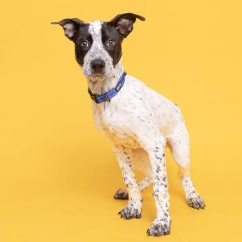 Moose -  Mixed Breed Dog for Adoption in Franklin, Tennessee - Moose | PetCurious