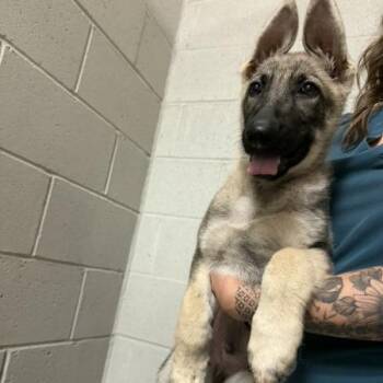 Sig -  German Shepherd Dog Dog for Adoption in Van Horne, Iowa - Sig | PetCurious