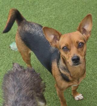 Chiquita -  Corgi Dog for Adoption in Carrollton, Texas - Chiquita | PetCurious