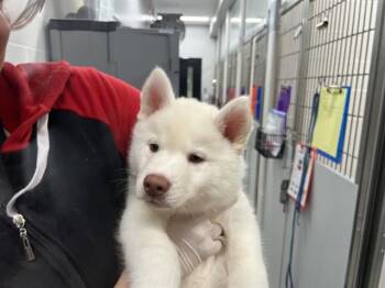 SNOW -  Siberian Husky and Mixed Breed Dog for Adoption in Omaha, Nebraska - SNOW | PetCurious