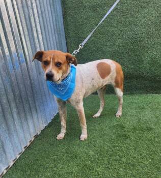 Rescue Australian Shepherd Dogs for Adoption in Magnolia, Texas - Pumba | PetCurious