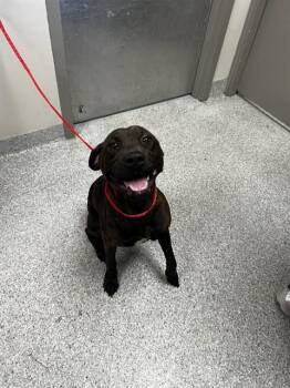 Boxer and Labrador Retriever Dogs Available for Adoption in Pasadena, Texas - RHYA | PetCurious