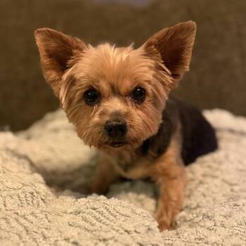 Yorkshire Terrier Dogs Available for Adoption in Chester Springs, Pennsylvania - Gertie | PetCurious