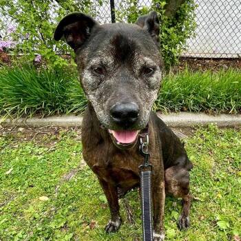 GAMBIT -  Staffordshire Bull Terrier and Mixed Breed Dog for Adoption in Alameda, California - GAMBIT | PetCurious