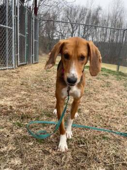 Hound Dogs Available for Adoption in Mineral, Virginia - Indie | PetCurious