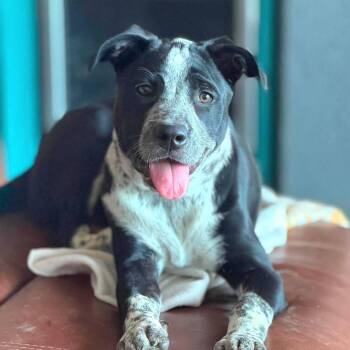 Halo -  Labrador Retriever and Australian Cattle Dog Blue Heeler Dog for Adoption in San Antonio, Texas - Halo | PetCurious