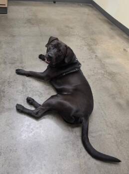 Miles -  Black Labrador Retriever Dog for Adoption in Manhasset, New York - Miles | PetCurious