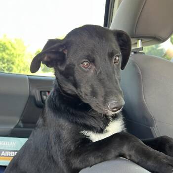 Shepherd and Black Labrador Retriever Dogs Available for Adoption in Stillwater, Oklahoma - Leo | PetCurious