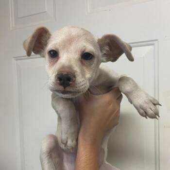 Good Guy -  Mixed Breed Dog for Adoption in Columbia, South Carolina - Good Guy | PetCurious
