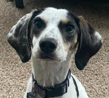 Rescue Beagle Dogs for Adoption in Manassas, Virginia - Alvin | PetCurious