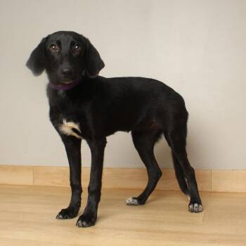 Belinda D70368 -  Labrador Retriever Dog for Adoption in Minnetonka, Minnesota - Belinda D70368 | PetCurious